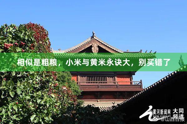 相似是粗粮，小米与黄米永诀大，别买错了